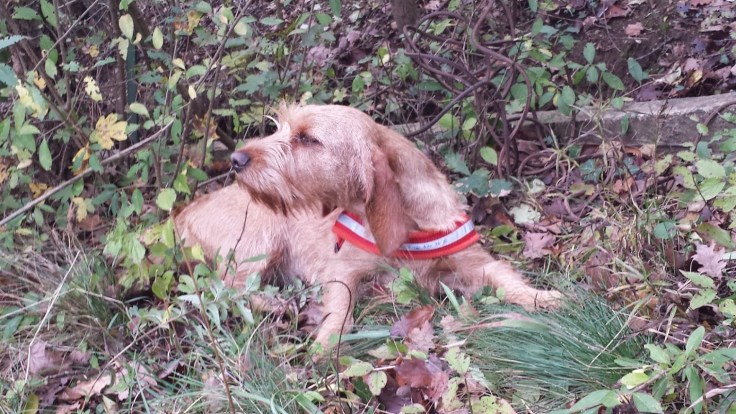 aminata fährtenarbeit.jpg