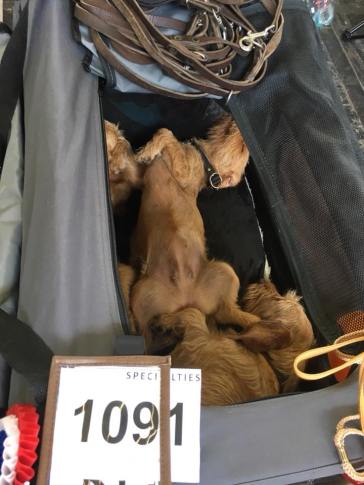 38822013_2378397388845025_2763774582681763840_n